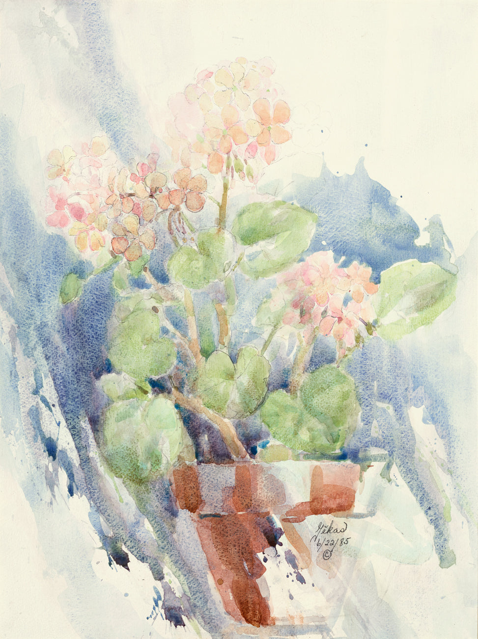 Geraniums